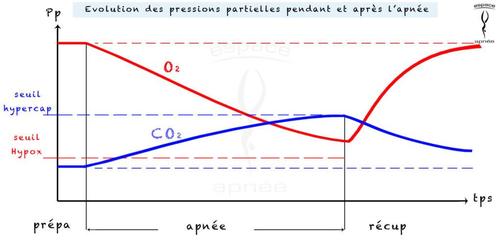 Évolution des pressions partielles entre 0² et C0² durant une apnée.